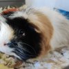 Adorable Male Piggy Looking for Loving Family