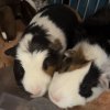 2 Male Guinea pigs ~2 years old