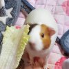 Rehoming 2 female 1 year old guinea pigs