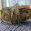 Four Young Guinea Pigs for rehoming
