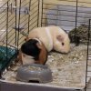 Two Quiet Male Guinea Pigs