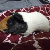 Guinea pigs to good homes