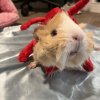PommieAndPeachie Female,Bonded Pair,3yrsOld
