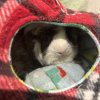 2 male Guinea pigs (about 2-3yrs old)