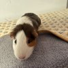 Rehoming  2 Bonded Guinea Pig Trios
