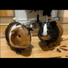 Two Male Bonded Guinea pigs