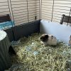 1 year old male guinea pig