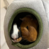 Two Male Bonded Guinea pigs