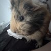 Male Guinea Pig for Adoption