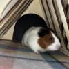 2 beautiful boy guinea pigs need rehoming