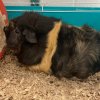 Two female Guinea Pigs need REHOMING