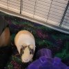 2 male guinea pigs need a good home