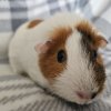 Minnie, 2 year old female
