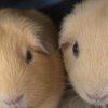 2 Female guinea pigs for rehoming