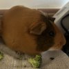 2 Bonded Female Guinea pigs - 3 &amp;amp; 4 years old