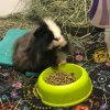 Cavies and Canines Animal Rescue