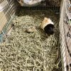 Need a new home