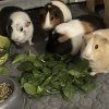Four Sweet Girls