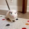 Pair of cute guinea pigs!