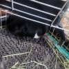 2 Female Guinea Pigs