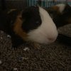 Bonded Pair of Guinea Pigs - supplies include
