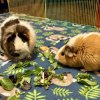 Bingo &amp;amp; Flo, Bonded Females