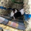 2 beautiful boy guinea pigs need rehoming