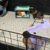 Two male guinea pigs