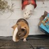 2 sweet and loving Male Guinea Pigs