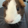 Guinea Pig with cage and all initial supplies