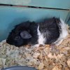 2 Male Guinea Pigs