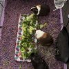 4 Sweet Female Piggies Rehome Needed