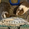 Two male guineas need a new home