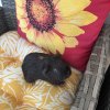 &quot;The 4 cutest guinea pigs ever&quot;. Jimmy