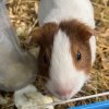 bonded female guinea pigs