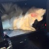 Fred &amp;amp; Toto - (Cage &amp;amp; Supplies Included)