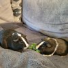 Bonded Male Guinea Pigs Looking for New Home