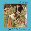Rescued Male Guinea Pigs
