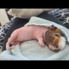 Young Male Skinny Pig - sweetest boy ever!