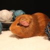 Bellevue Cavy Critters Available Fosters!