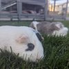 Mother/Daughter Guinea Pair!