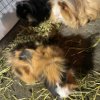 4 Bonded Male Guinea Pigs