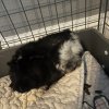 Sweet Pig Needs a Home by June 9