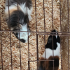 Two 1-year old guinea pigs (Powell Butte OR)