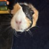 Two females looking for a forever home.
