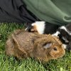 Alfred &amp;amp; Wilbur