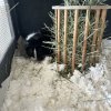 2 Male Bonded Guinea Pigs Looking to Rehome