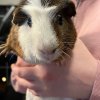 Two male guinea pigs - 3 yrs old