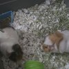 Rehoming: Two Young Female Bonded Guinea Pigs