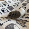 Rehoming piggy